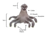 Tail Head. Long Tail Fibers ←← Collar ← Sheath Baseplate