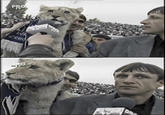 The apparent context is that FC U Craviova 1948 (that has a lion as a mascot) was about to lose their presence in the top-flight, but they didn't. To celebrate, fans of the club brought this lion cub to the stadium.

<iframe width="560" height="315" src="https://www.youtube-nocookie.com/embed/CrQ7TZoBq38?start=25" title="YouTube video player" frameborder="0" allow="accelerometer; autoplay; clipboard-write; encrypted-media; gyroscope; picture-in-picture" allowfullscreen></iframe>
