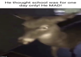 He thought school was for one day only! He MAD! -mRNVz8