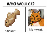 WHO WOULGE? "dinner" It is my cat.