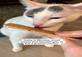 Tik Tok @indooroutdoorkat Today is Monday, which means that Gandalf gets to lick a graham cracker