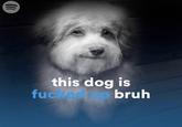 this dog is f----- up bruh