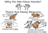the most important reasons!!! Why Do We Have Hands? 非常 There Are Many Reasons: 片 pat the capy cherish the capy hold the capy forfeit all mortal possessions to capy