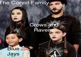 The Corvid Family Blue Jays Crows and Ravens @dabmoms 222222 1.