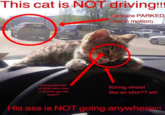 This cat is NOT driving!!! cars are PARKED (not in motion) facing opposite of other cars umm u need to see the road?? His ass is NOT going anywhere! licking wheel like an idiot?? w--
