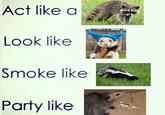 Act like a Look like Smoke like Party like