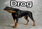 Drog