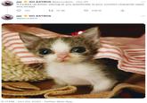 jae GO ASTROS @jaerockets Oct 20 if f----- up kitten staring at you autistically is your comfort character open this thread 745 jae GO ASTROS @jaerockets 15.3K 8:11 PM Oct 20, 2022 Twitter Web App 108.1K