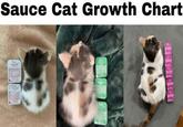 Sauce Cat Growth Chart