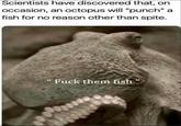 Scientists have discovered that, on occasion, an octopus will "punch" a fish for no reason other than spite. "F--- them fish" 6000.00