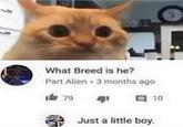 What Breed is he? Part Alien 3 months ago 179 10 Just a little boy.