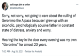cait says join a union @catsfeettowel Sorry, not sorry, not going to care about the culling of Geronimo the Alpaca because I grew up with an alcoholic, psychologically abusive father in constant state of distress, anxiety and worry. Hearing the key in the door every evening was my own "Geronimo" for almost 20 years. 7:00 AM - Aug 19, 2021 Twitter for Android ... .