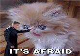 IT'S AFRAID