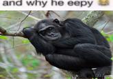 and why he eepy MONKEY.POSTING