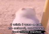 i wish i was a cat, no school, no works, just violent impulses