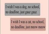 I wish I was a dog, no school, no deadline, just gauz gauz I wish I was a cat, no school, no deadline, just meow meow