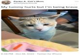 Panko A. Cat's Mom @fatfatpankocat My tummy hurts but I'm being brave 6:58 PM Oct 28, 2022 Twitter for iPhone :