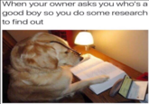 When your owner asks you who's a good boy so you do some research to find out