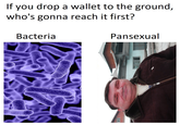 If you drop a wallet to the ground, who's gonna reach it first? Bacteria Pansexual