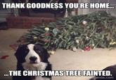 THANK GOODNESS YOU'RE HOME... ...THE CHRISTMAS TREE FAINTED. boredpanda.com