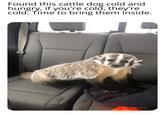 Found this cattle dog cold and hungry, if you're cold, they're cold. Time to bring them inside.