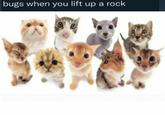 bugs when you lift up a rock