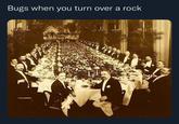Bugs when you turn over a rock 211 S 170