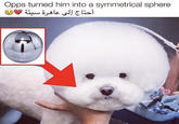 Opps turned him into a symmetrical sphere أحتاج إلى عاهرة سيئة