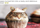 opps turned him into a tasty and delicious treat