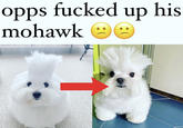 opps f----- up his mohawk