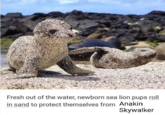 Fresh out of the water, newborn sea lion pups roll in sand to protect themselves from Anakin Skywalker