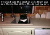 I walked into the kitchen at 5:30am and saw this in the sink... This is not my cat.. VIA 9GAG.COM COFFE SUGAR HO