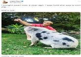 Logan Paul @LoganPaul i bought pearl over a year ago. i was told she was a mini pig... she's not. 4:58 PM Feb 26, 2020