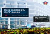 Help mangoge, 24/7 denge Delivering safety DIAL 100 420 mangoge, 100 denge O 301-50295 Y HONDS HAL This is how WE roll prock International Otock