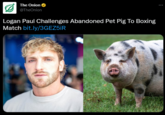 The Onion @TheOnion Logan Paul Challenges Abandoned Pet Pig To Boxing Match bit.ly/3GEZ5iR :