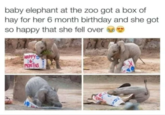 baby elephant at the zoo got a box of hay for her 6 month birthday and she got so happy that she fell over HAPPYS 6 MONTHS