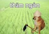thăm ngăn