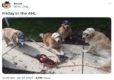 Biscuit @not_dog__ Friday in the 4HL 10:42 AM • Jan 27, 2023 4,513 Views