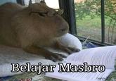 wa Belajar Masbro Copy & debe 1311 Magass of Calade the Cat