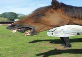 horse
