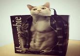 cat Aborombie TEMAY