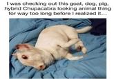 what I was checking out this goat, dog, pig, hybrid Chupacabra looking animal thing for way too long before I realized it...