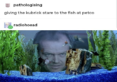pathologising giving the kubrick stare to the fish at petco radiohoead