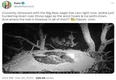 Kate @katebarstool Currently obsessed with the Big Bear eagle live cam right now. Jackie just hunkering down over those eggs as the wind howls & ice pelts down. And where the hell is Shadow in all of this?? 9 Classic.smh. Presented by FOBBV FriendsofBigBearValley.org 2023-02-24 18:43:45 9:52 PM - Feb 24, 2023 229.4K Views ... .