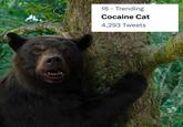 16. Trending Cocaine Cat 4,293 Tweets