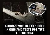 SA AZTEL P AFRICAN WILD CAT CAPTURED IN OHIO AND TESTS POSITIVE FOR COCAINE