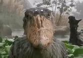 Shoebill