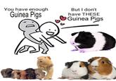You have enough Guinea Pigs But I don't have THESE Guinea Pigs