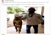 S Surigao Islands 8 February 2021. Isang unggoy ang nahuli sa Lungsod ng Surigao matapos paulit ulit na pindutin ang More A monkey was caught in Surigao City after repeatedly pressing the... See More * Hide Original Rate this translation 311 099 777 88881 See 116 comments 2.8K shares