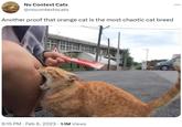 No Context Cats @nocontextscats Another proof that orange cat is the most chaotic cat breed 9:15 PM Feb 6, 2023 1.1M Views 2:31